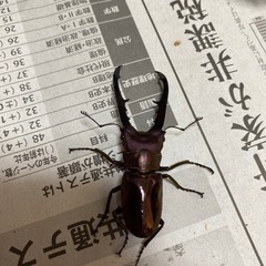 メタリフェルホソアカクワガタ　オス1匹　メス2匹の画像