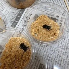 メタリフェルホソアカクワガタ　オス1匹　メス2匹の画像