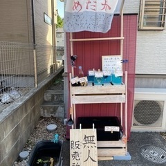 【小さなメダカ無人販売所】改良メダカ、PSB、メダカMIXの画像