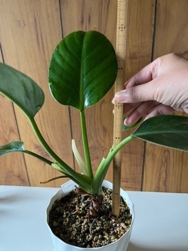 フィロデンドロンルゴサム (清田) 札幌のその他の中古あげます・譲り