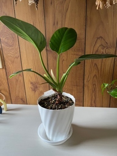 フィロデンドロンルゴサム (清田) 札幌のその他の中古あげます・譲り