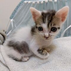 ＊再募集＊きじ白子猫里親さん募集します