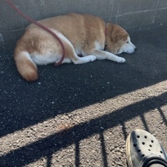 迷い犬 - 手伝いたい/助けたい