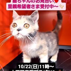 10/22(日)譲渡会。7/8生フォールデックスストレート♀ダイ...