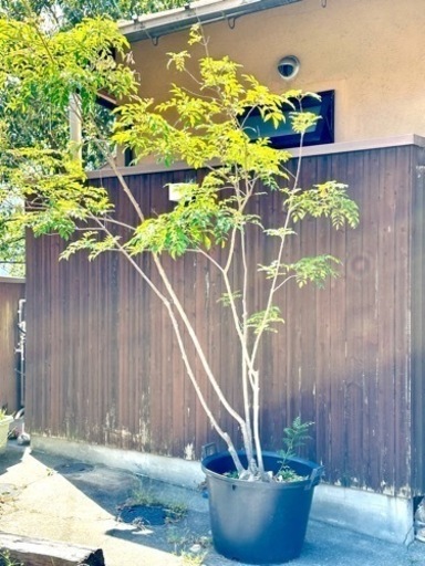 植え付けも可能　シマトネリコ  植木　庭木　観葉植物