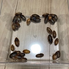 デュビアMサイズ