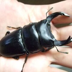京都府産オオクワガタ F1 ♂73.2ミリ♀47.1ミリ　ペアの画像