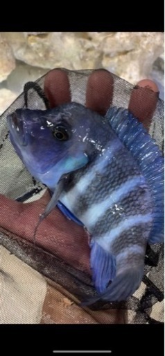 フロントーサ　WILD MOBA 16㎝　10/7.8発送限定セール　アフリカンシクリッド  水槽　熱帯魚