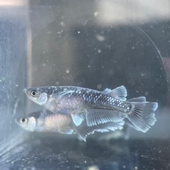 【メダカ屋　恵作めだか】　10月8日(日)　10月9日(祭)　人...