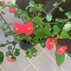 No.2トゲなし花キリン　の画像