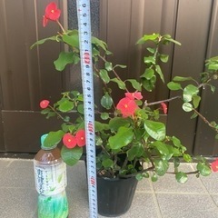 No.2トゲなし花キリン　の画像
