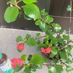 No.2トゲなし花キリン　の画像
