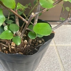 No.2トゲなし花キリン　の画像