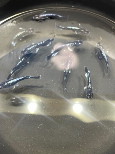 【メダカ屋　恵作めだか】ミッドナイトフリル　垂水様系統　ペア5000円　