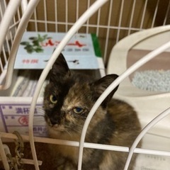 保護猫です