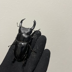 国産オオクワガタ　能勢YG ペア　今期ブリード用の画像