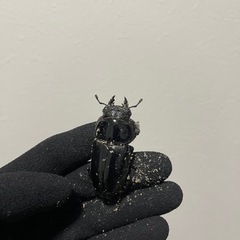 国産オオクワガタ　能勢YG ペア　今期ブリード用の画像