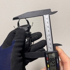 国産オオクワガタ　能勢YG ペア　今期ブリード用