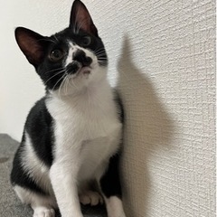🐈‍⬛生後5ヶ月福ちゃん🐈‍⬛