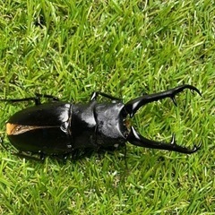 ギラファノコギリクワガタホワイトアイ　羽パカ♂97ミリ