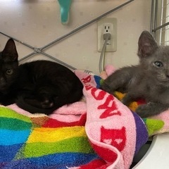 生後2ヶ月～3ヶ月 女の子 子猫2匹