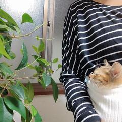 生後6週間くらい　メス猫