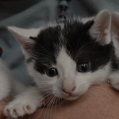 大山はちわれちゃん - 猫