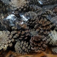 松ぼっくり、まつぼっくり★クリスマス★飾り★アレンジ★ハンドメイド★リースの画像
