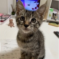 生後3ヶ月のキジトラちゃん里親さん募集します！