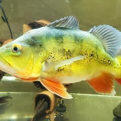 キクラsp ショートボディ ブリード 14cm | アクアショップ魚力