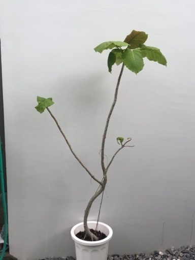 観葉植物　ウンベラータ