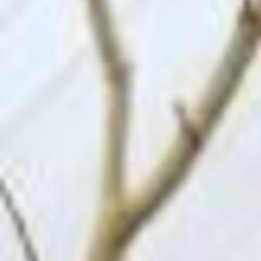 桑の木です(映像は葉っぱ落ちてる時期です)の画像