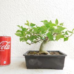 盆栽素材ハマイヌビワ