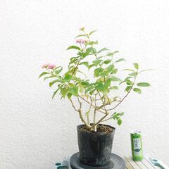 盆栽素材ランタナ