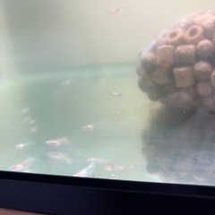 🐟めだか（決まりました）🐟の画像