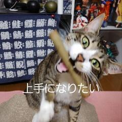 ダーツもしくはビリヤード好きな方募集してます.(๓´͈ ˘ `͈๓). - スポーツ