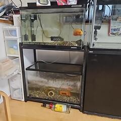 【値引き】60センチ水槽