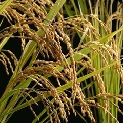 新米　玄米　30キロ
