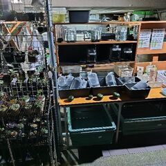 【メダカ】めだか色々！7日(土)8日(日)9日(祝)