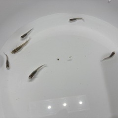 メダカ　ミックスメダカ　幼魚10匹の画像