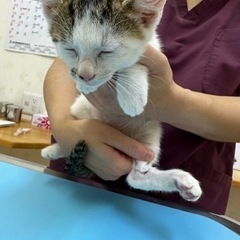 みかんくん