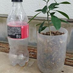 シークワーサーの苗木の画像