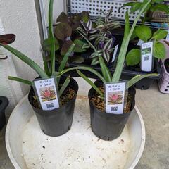 花パイン（サンゴパイン）  草花苗の画像