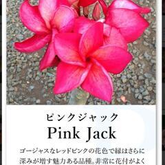 プルメリア　ピンクジャック　大苗