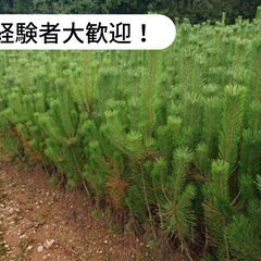 愛媛県喜多郡内子町で正月用若松の刈り取り・選別、荷造り作業等のお...