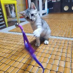 保護猫　生後二ヶ月