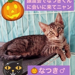 本日‼️✨🎃緊急開催‼️🐈‍⬛✨10月8日(日)すみれペットクリ...