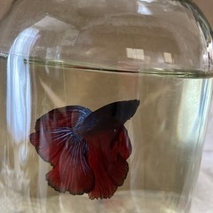 ベタのオス♂