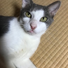 七三分けの紳士　ナナミくん
