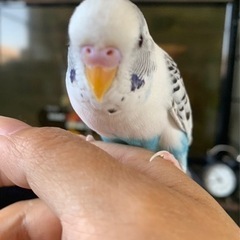 セキセイインコが出て行ってしまいました - 手伝って/助けて